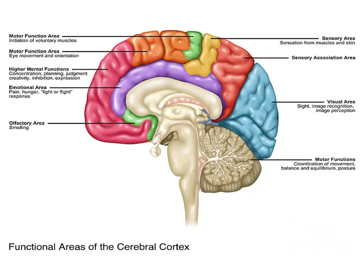 functional-areas-cerebral-cortex