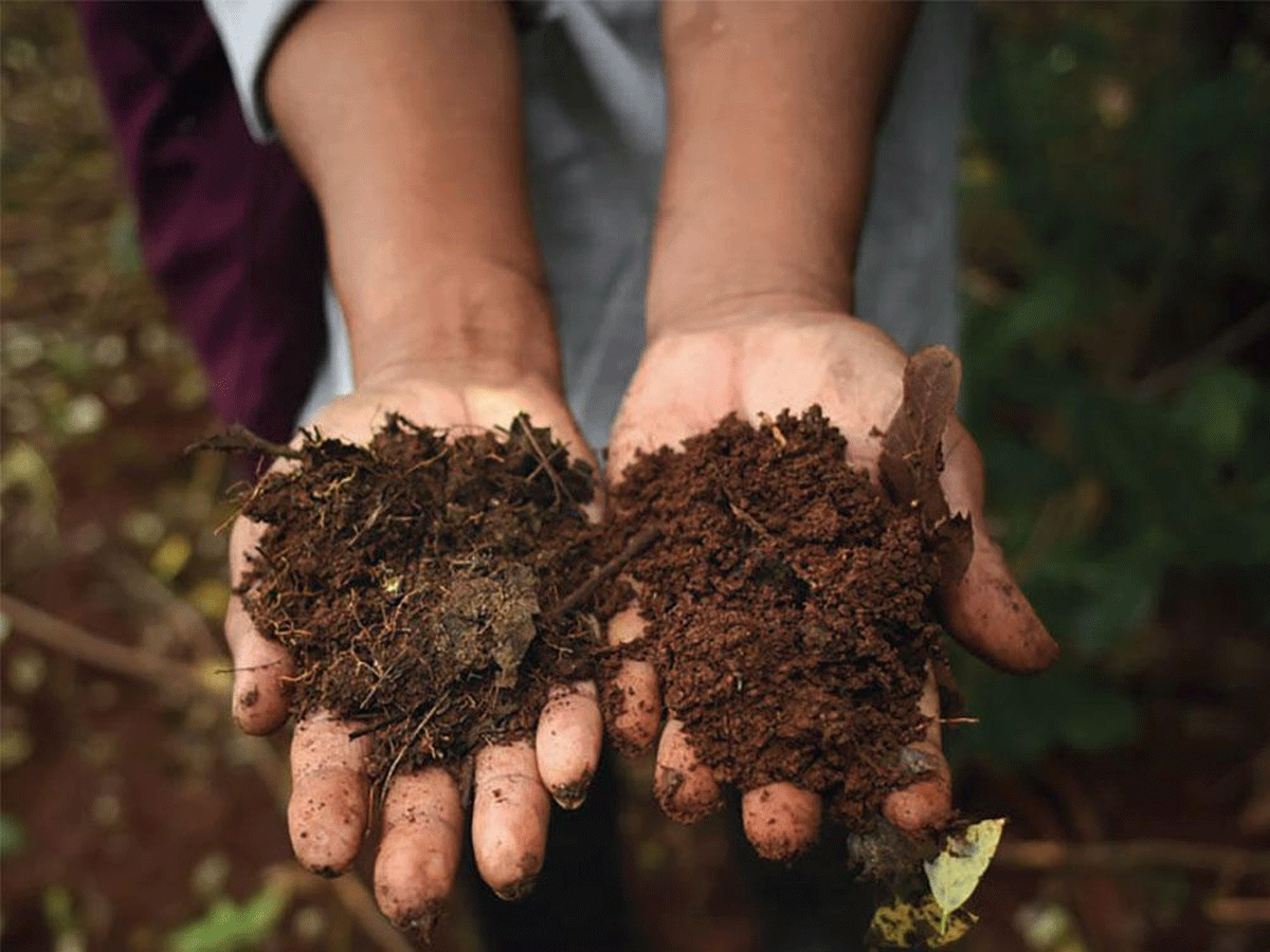 soil-quality-crucial-role