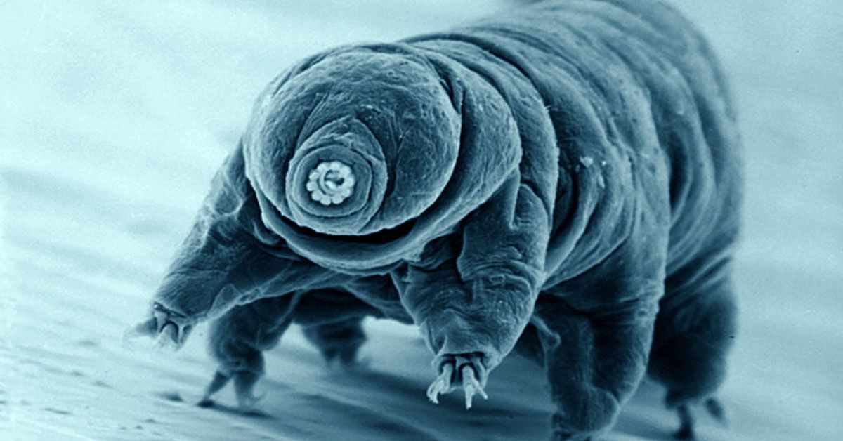 Tardigrades - The Invincible Microscopic Creatures and their Lunar Adventure